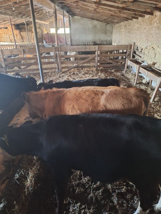 Vând 9 vițele, rasa mixta