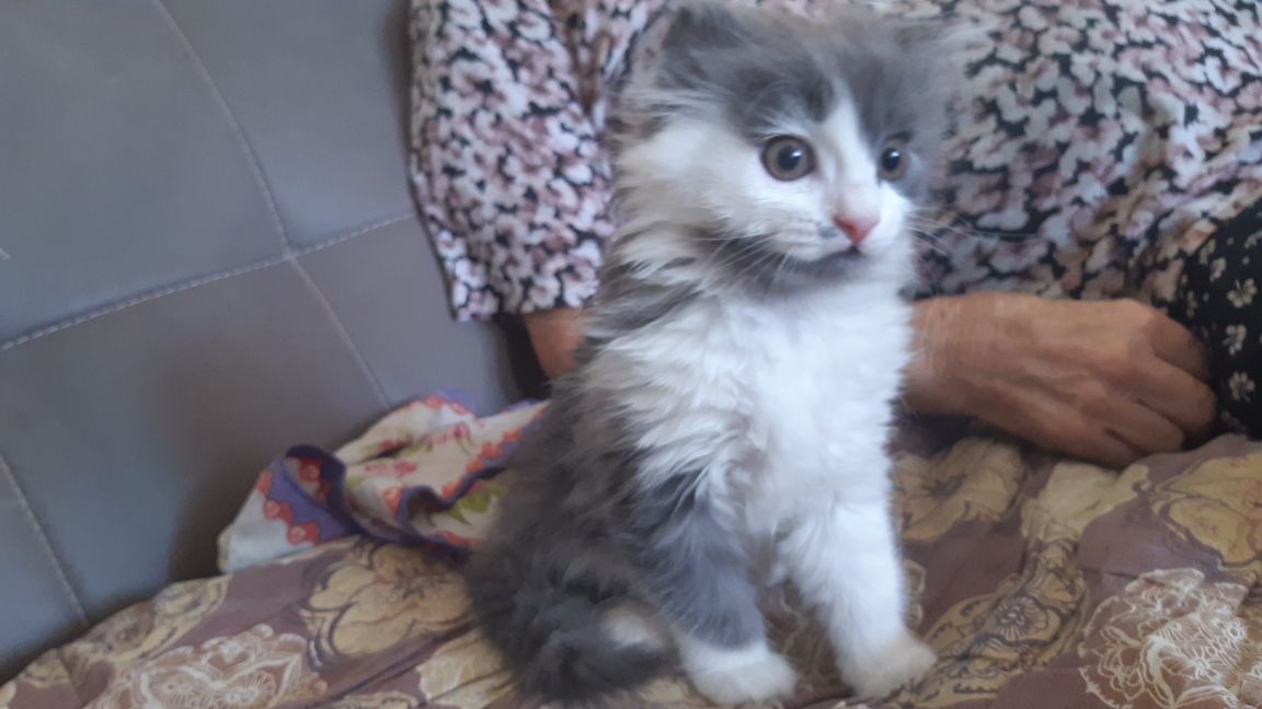 Продаётся котёнок