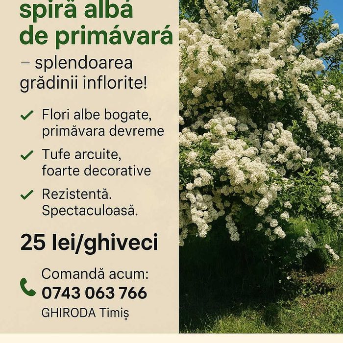 Vând Laur englezesc