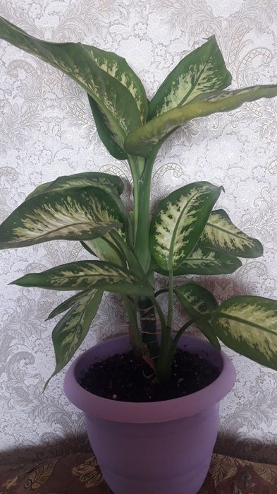 Продам цветы комнатные