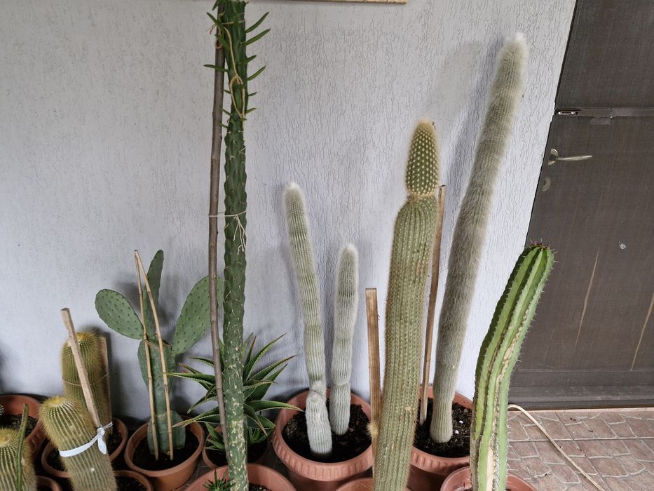 Cactusi exotici în ghiveci