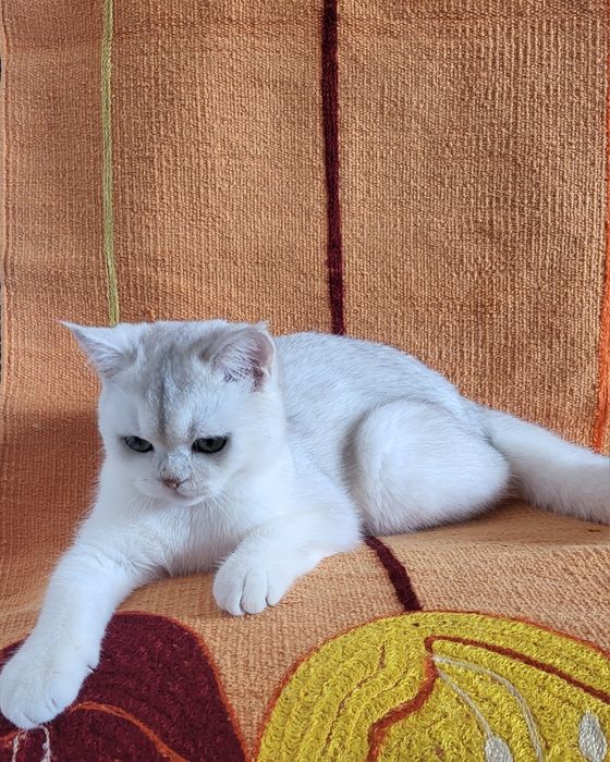 British chinchilla