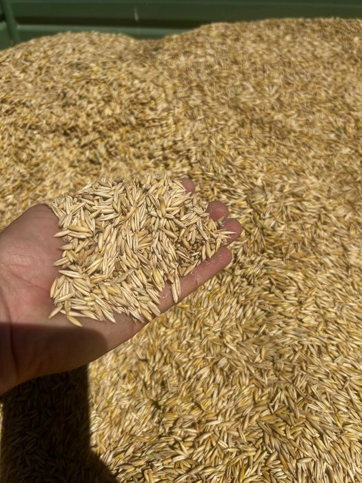 Ovaz productie  2025