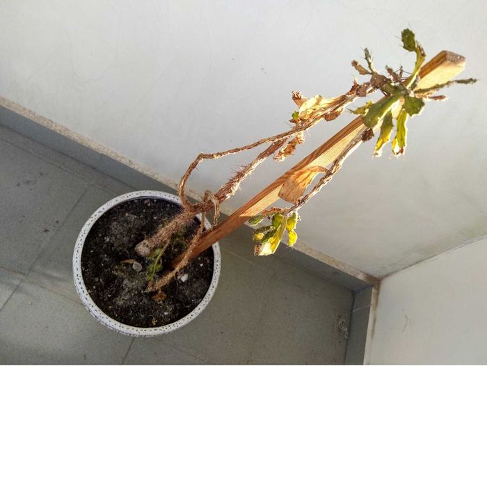 Подарявам два кактуса