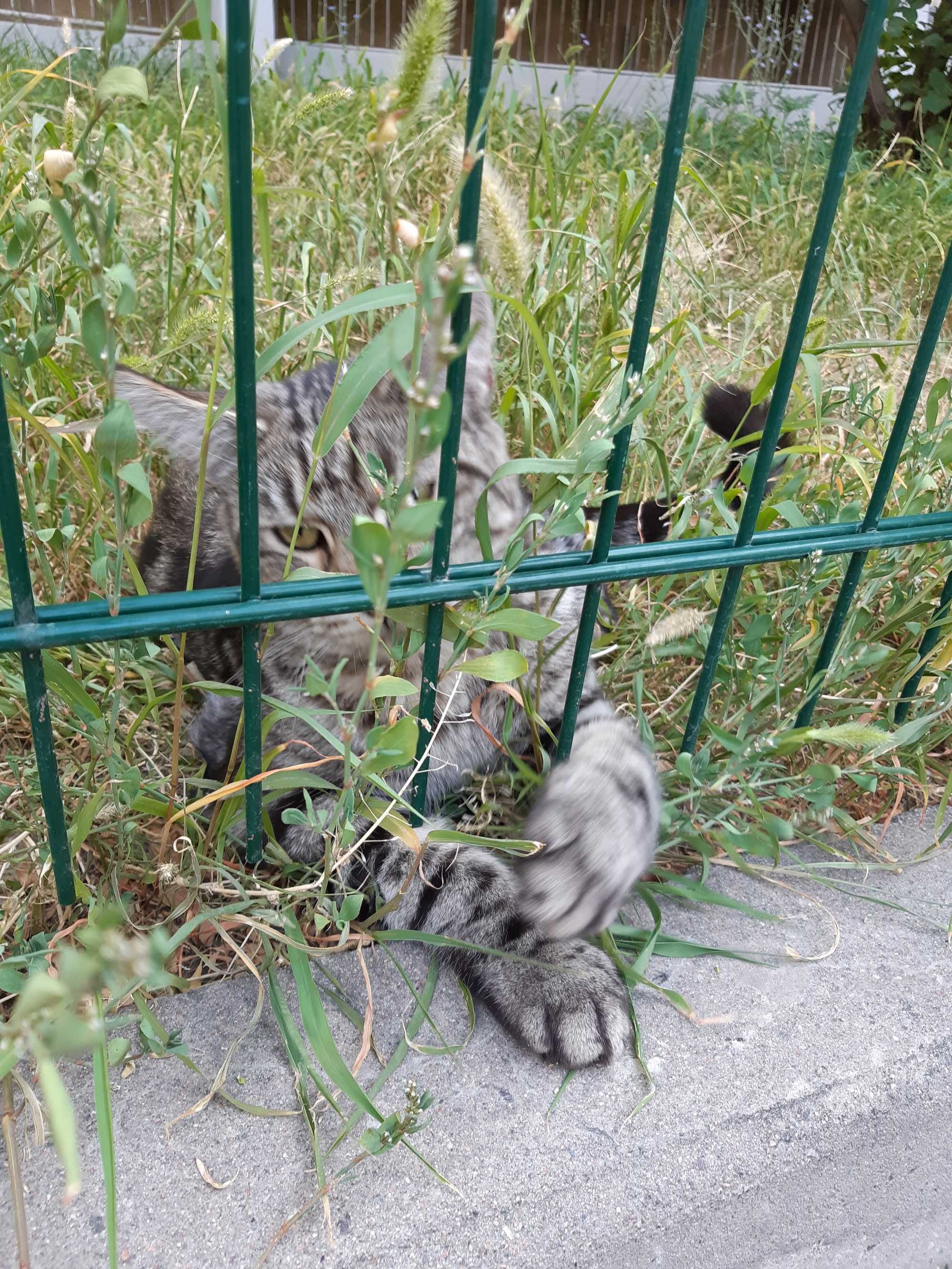 Кот, смесь Британца и Мейн-кун