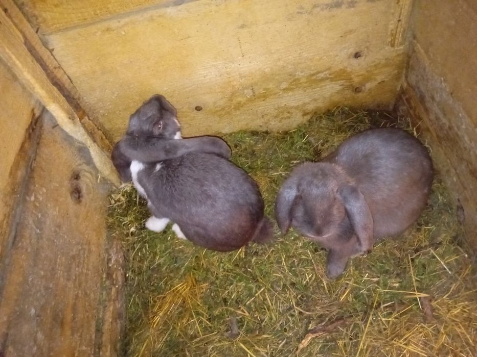 De vanzare iepuri diferite rase