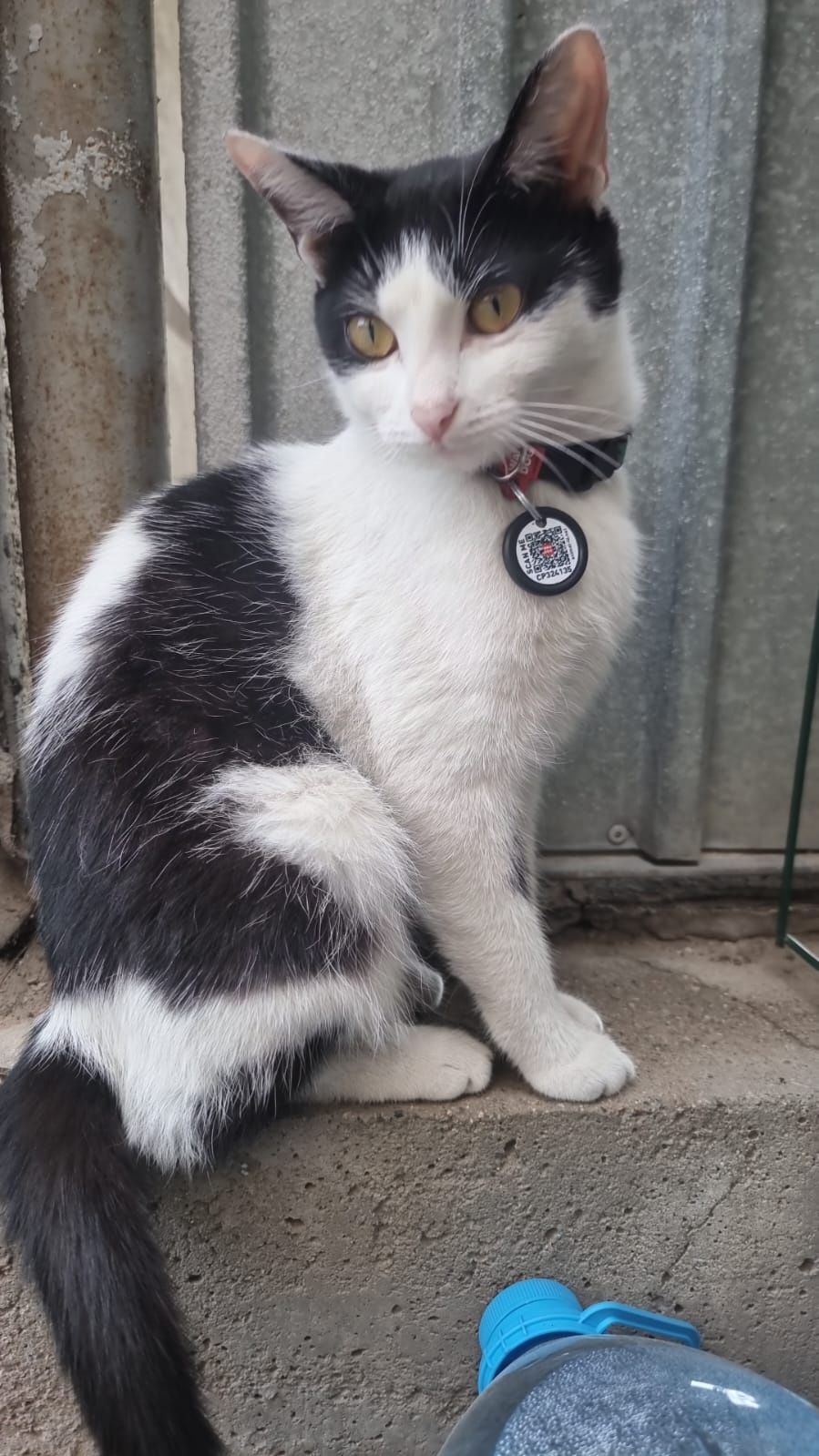 Срочно нужен дом котёнку и кошке
