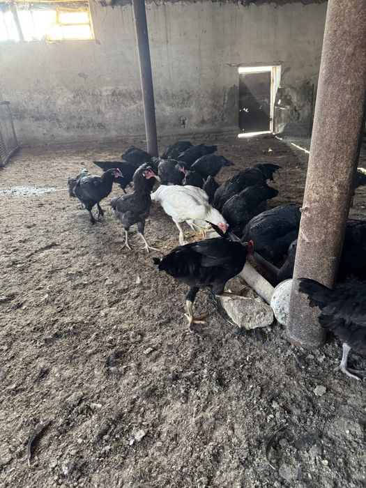 Кора товук (домашние куры)