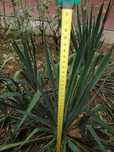 Vand yucca de gradina