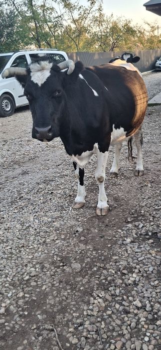 Vaca de vanzare gestanta in 7 luni