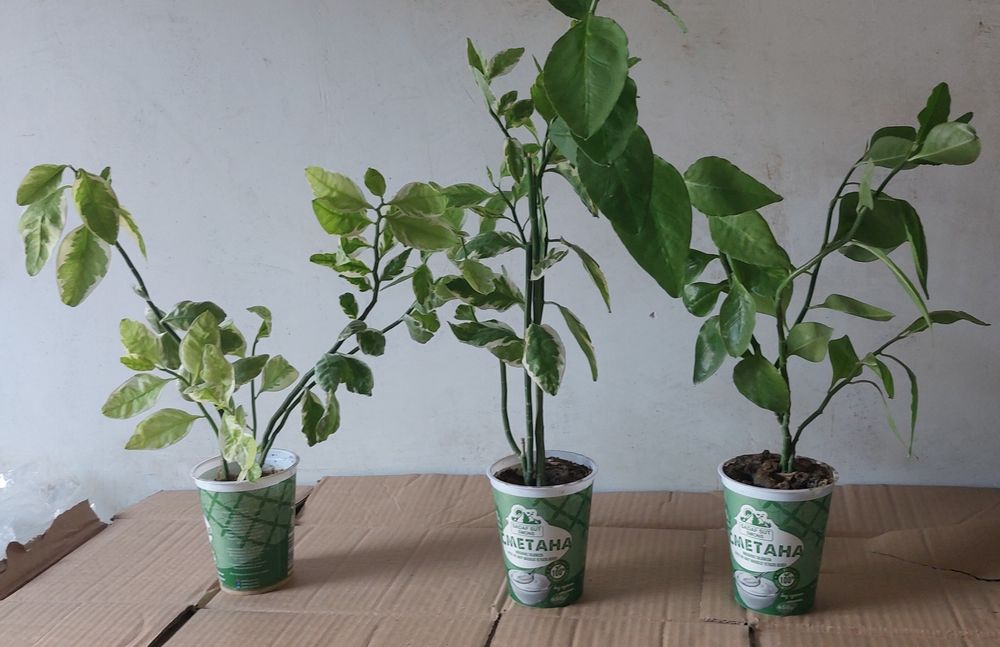 Педилантус комнатный цветок