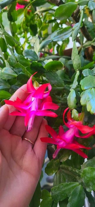 Уход за комнатными цветами