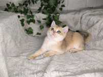 Vand fetita British shorthair golden chinchilla cu pedigree