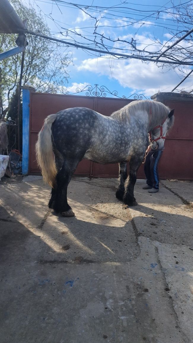 Armăsar de monta.