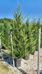Vând leylandii de mai multe dimensiuni