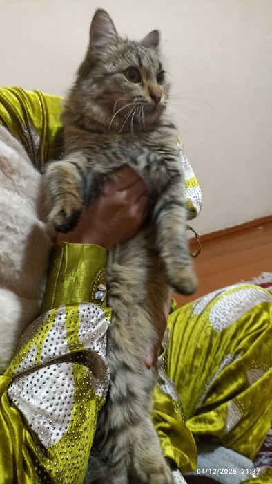 Tekinga sibir mushugini beraman. Qiz bola 6 oylik. Juda mehribon