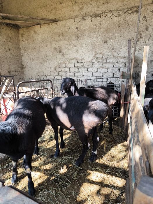 Qo'chqorlar sotiladi  Куй сотилади