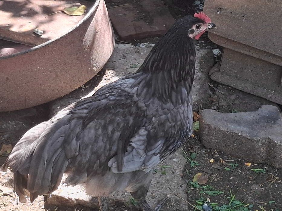 2+1 Australorp aprox 5 luni