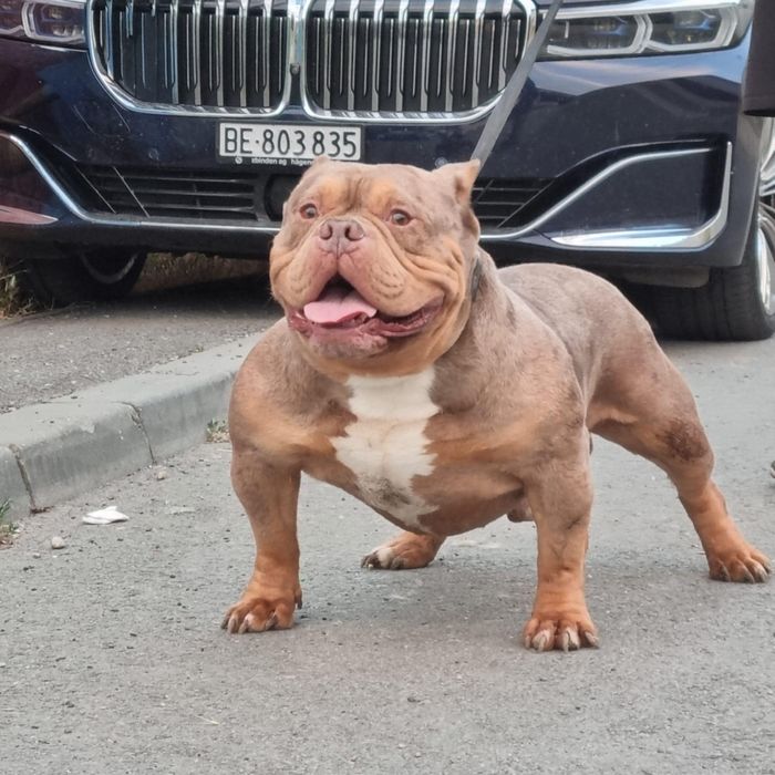 Mascul American Bully
