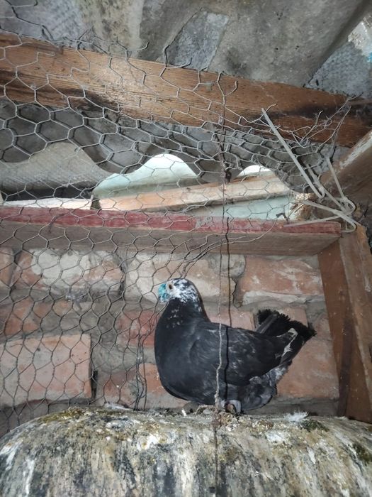 Vând mascul voiajor duduros