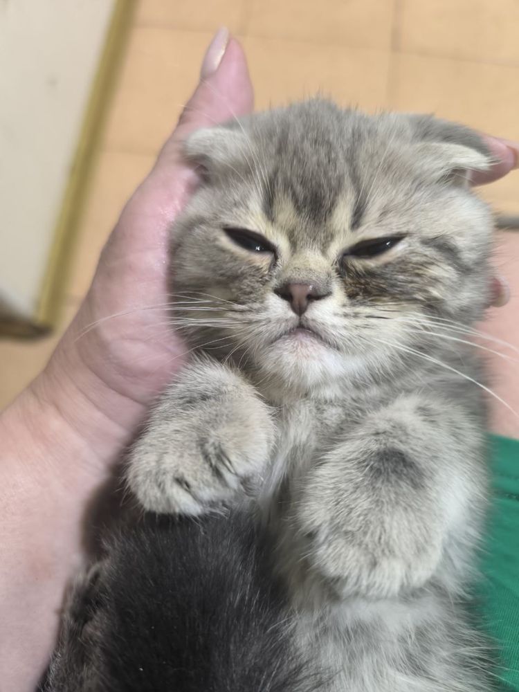 Котенок скотиш фолд