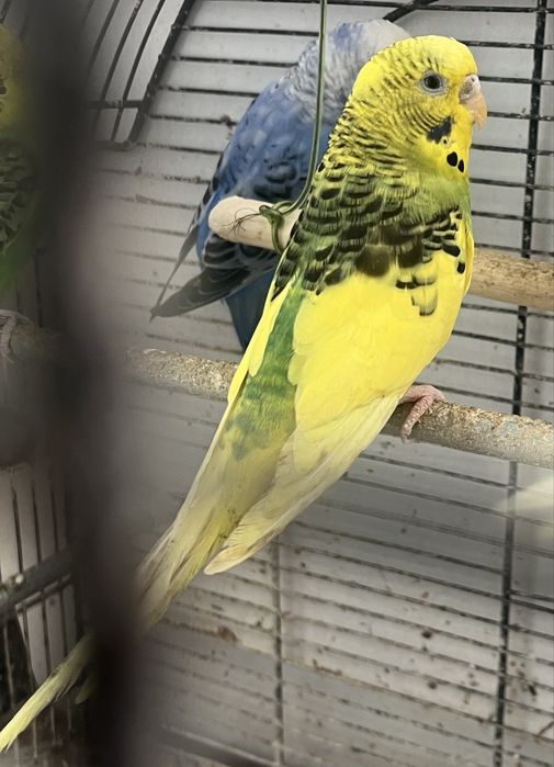 Vând peruși deoarece nu mai sm timp să îi cresc se vinde cu 50 ron