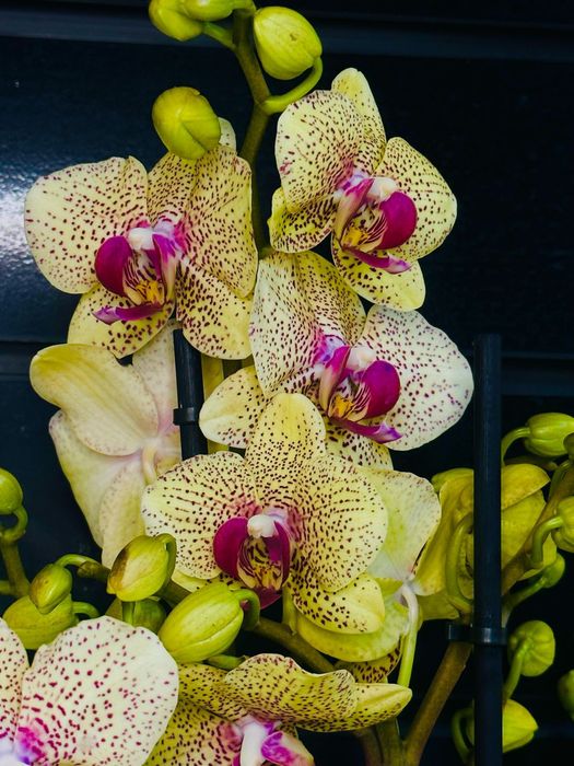 Новое поступление комнатных растений.