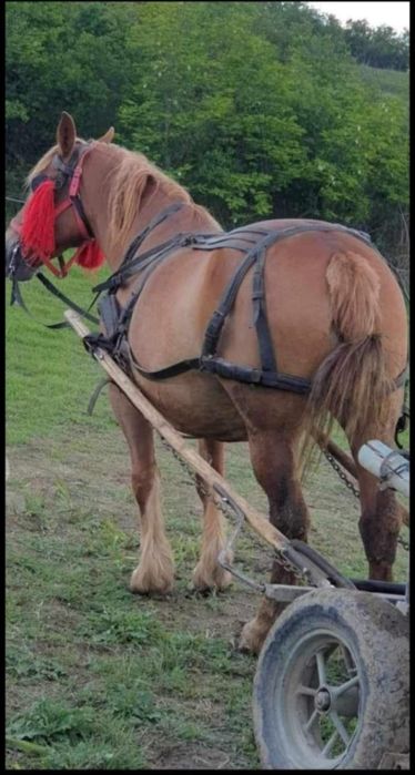 Vând mânză neagră
