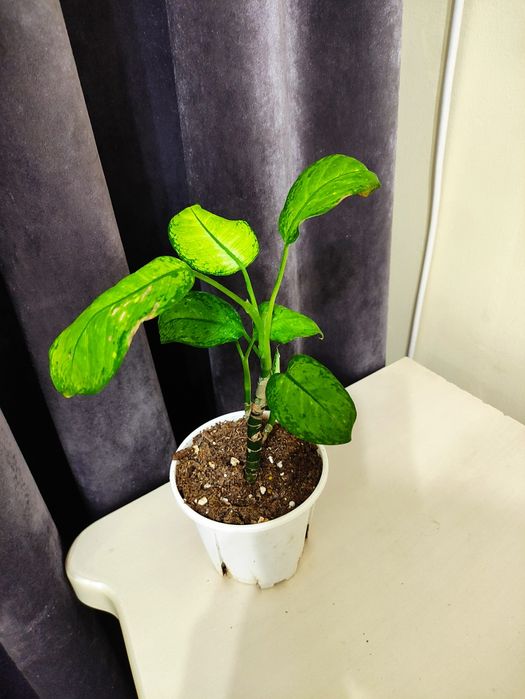 Дифенбахия яркий окрас листьев