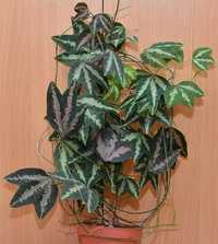 Обворожительные трехцветные листья  - Пассифлора Trifasciata !