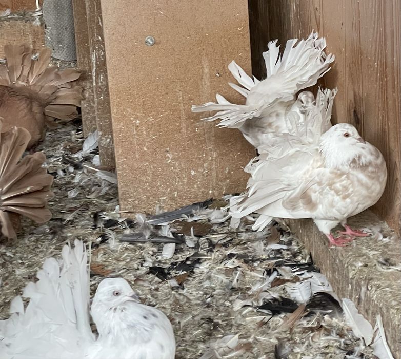 Porumbei voltați de vânzare