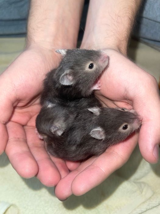 Хомяки Сирийские