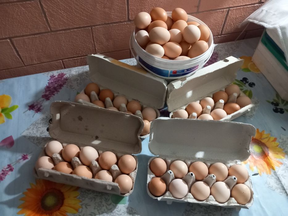 Vând ou de casă,pentru incubat sau pentru consum!