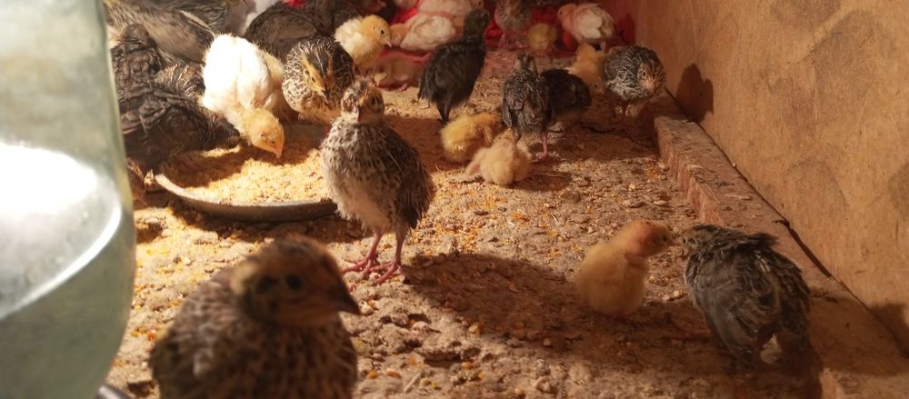 Бедана жўжалари сотилади