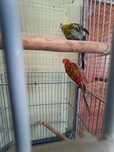 Pereche papagali rosella
