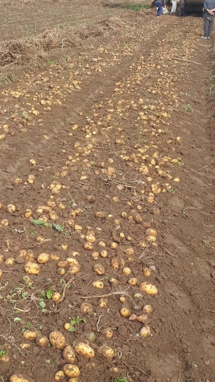 Kartoshka Gala  sorti dastavka bor kelishamiz