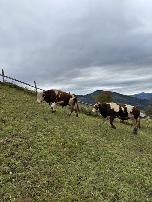 Vând tauri balțată românească