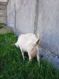 Продается супер-молочная коза