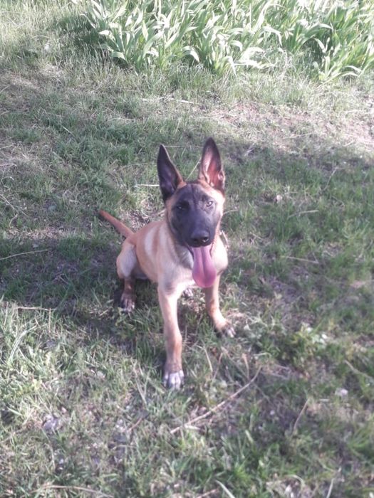 Бельгийская овчарка