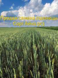 Продам семена пшеницы сорт Айна рс3