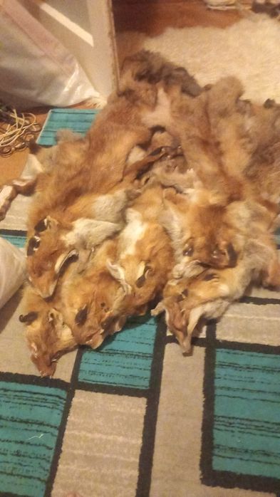 Blana vulpe cu cap nas urechi si codita