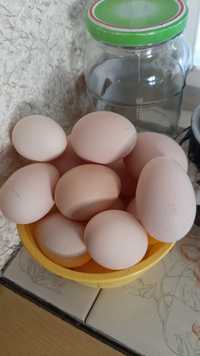 Яйца чисто домашнии
