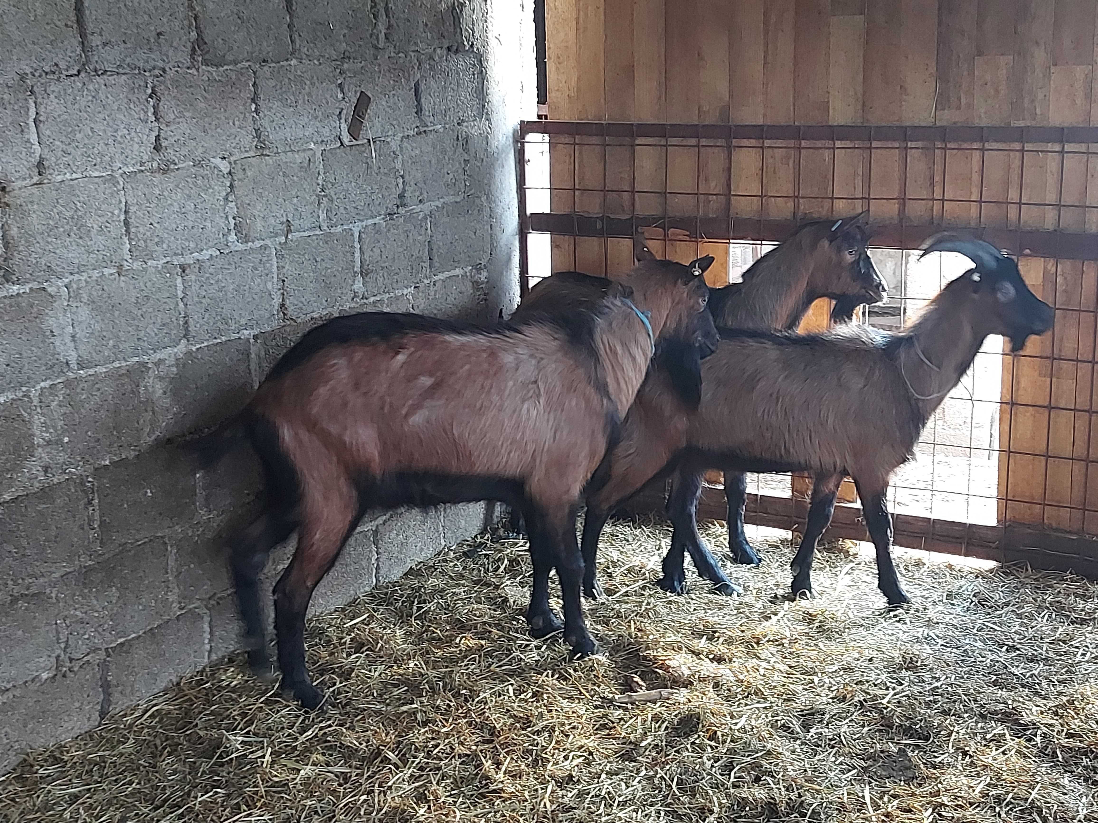 Vând țapi alpin (cu pedigree) și alte animale.