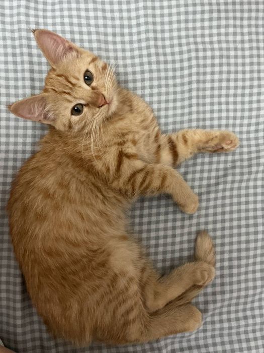 Котята  красивые