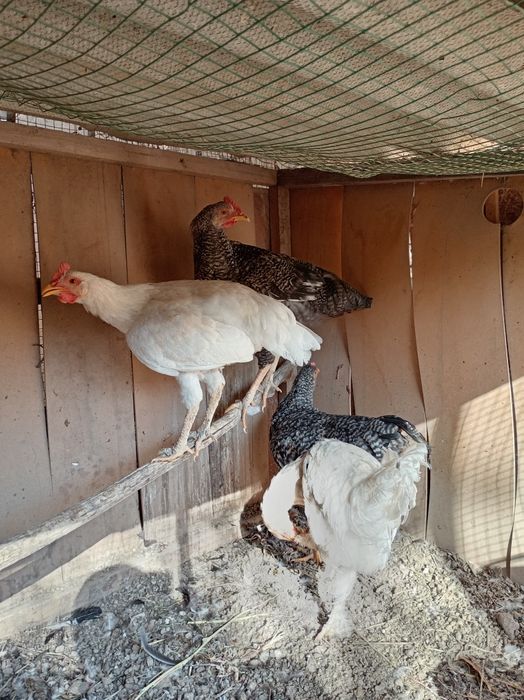 Damashniy Xo'rozlar sotiladi