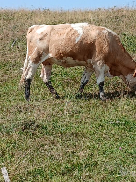 Vând vaca gestanta în 8 luni