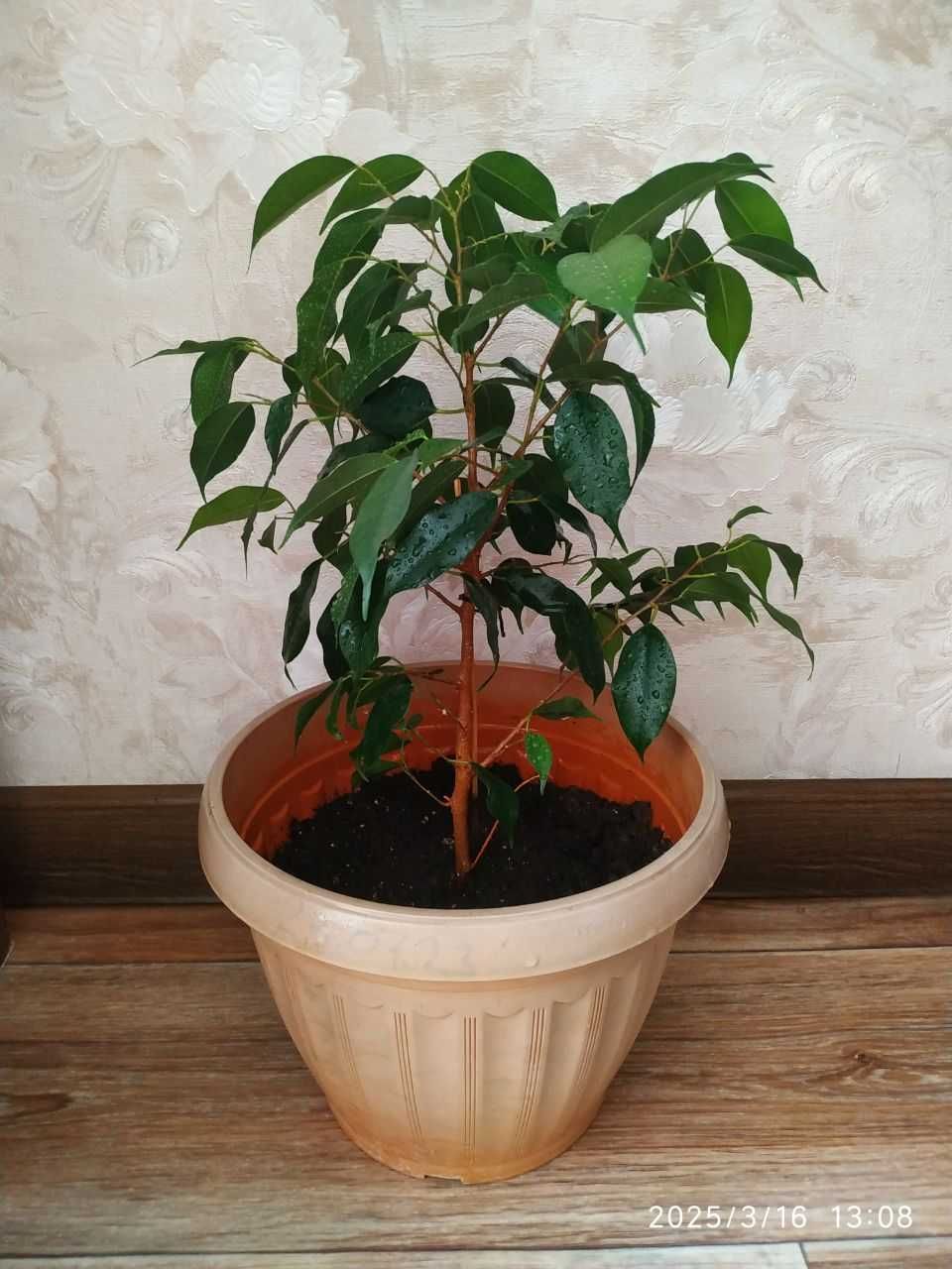Фикус дерево Ficus