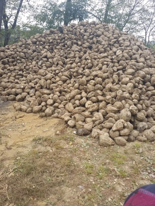 Sfeclă de zahăr pentru oi,vaci‼