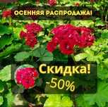Комнатные цветы, герань розебудная