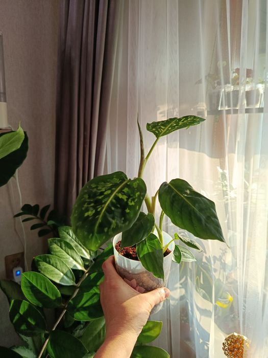 Продам, большой выбор ком растений.